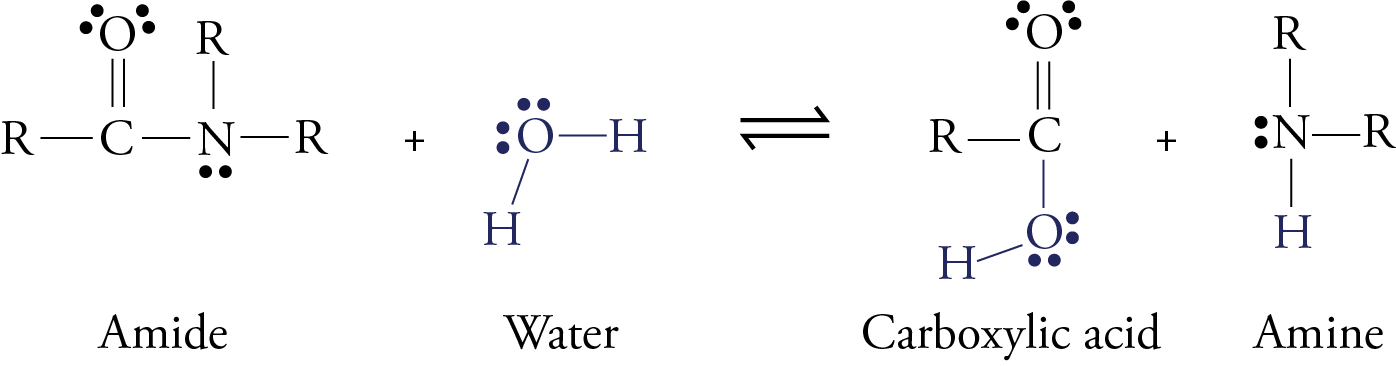 Image of amide hydrolysis