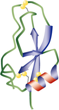 Image of the ribbon structure of a protein