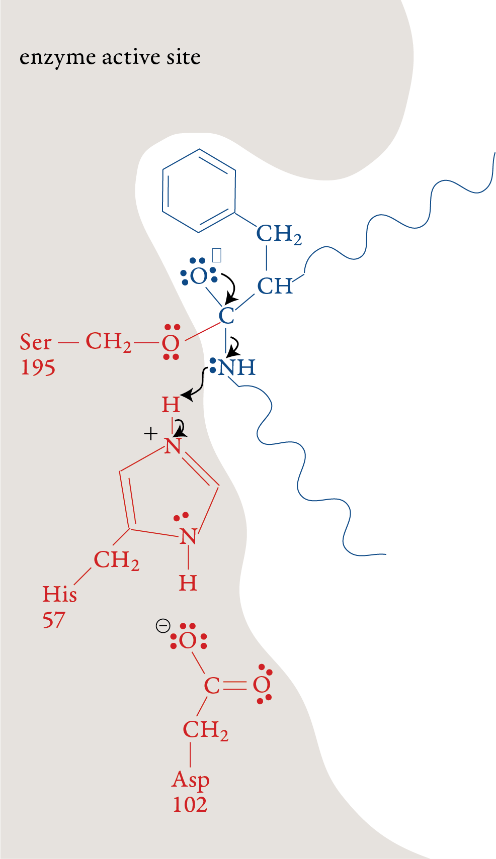 Image of the second step in the chymotrypsin mechanism