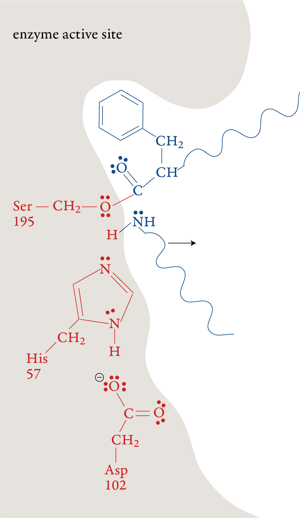 Image of the third step in the chymotrypsin mechanism