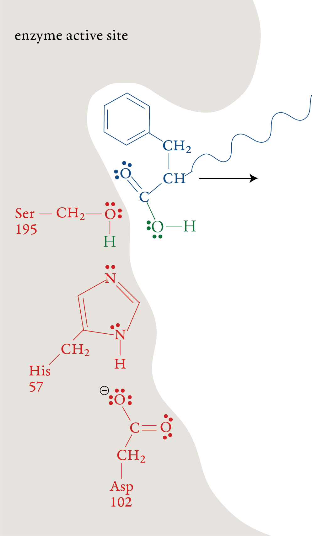 Image of the sixth step in the chymotrypsin mechanism
